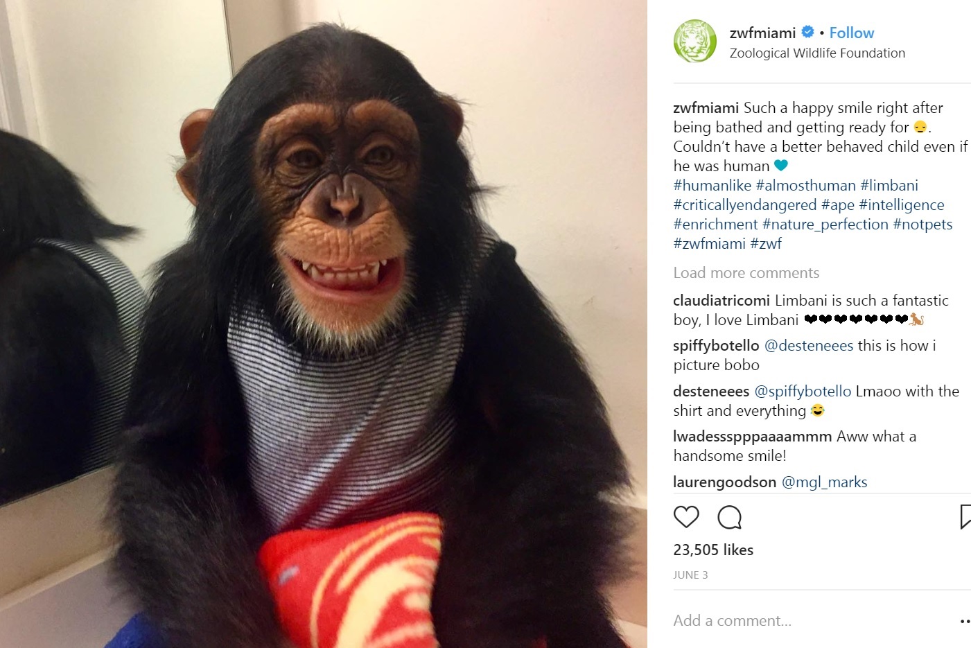 チンパンジーの“リンバーニ”、育ててくれたカップルに会うと大興奮（画像は『ZWF　2018年6月3日付Instagram「Such a happy smile right after being bathed and getting ready for.」』のスクリーンショット）