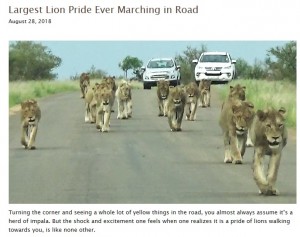 【海外発！Breaking News】息をのむ迫力！　15頭のライオンの群れに遭遇した一家（南ア）＜動画あり＞