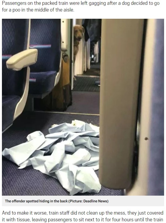電車内で粗相し、気まずそうに隠れる犬（画像は『Metro　2018年8月9日付「Dog does massive poo in middle of train leaving passengers gagging for four hours」（Picture: Deadline News）』のスクリーンショット）