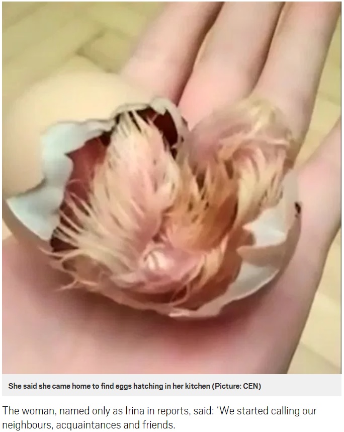 スーパーで購入した卵からヒナが孵る（画像は『Metro　2018年9月18日付「Woman claims chicks hatched from supermarket eggs while she was on holiday」（Picture: CEN）』のスクリーンショット）
