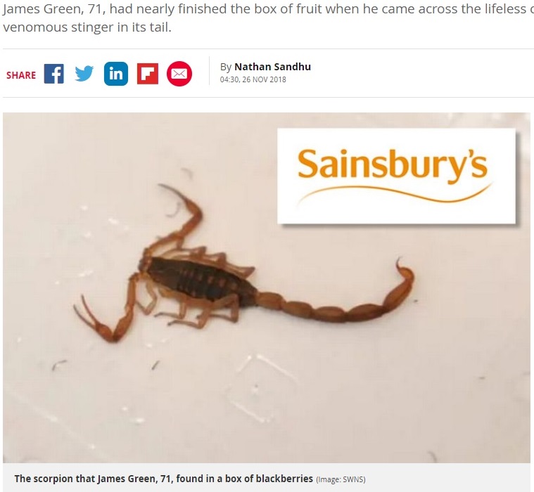 スーパーで購入したフルーツのパックにサソリの死骸（画像は『Daily Record　2018年11月26日付「OAP stunned as he finds SCORPION in box of blueberries he was munching his way through」（Image: SWNS）』のスクリーンショット）