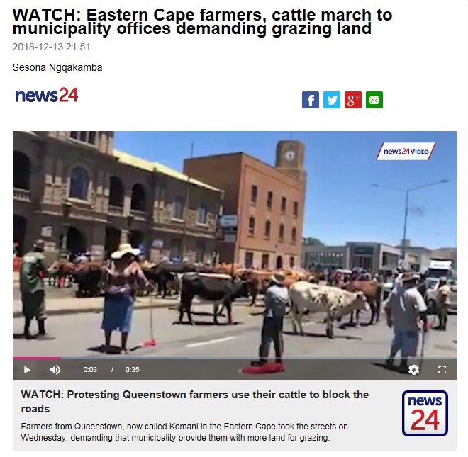 牛がメインのデモ行進（画像は『News24　2018年12月13日付「WATCH: Eastern Cape farmers, cattle march to municipality offices demanding grazing land」』のスクリーンショット）