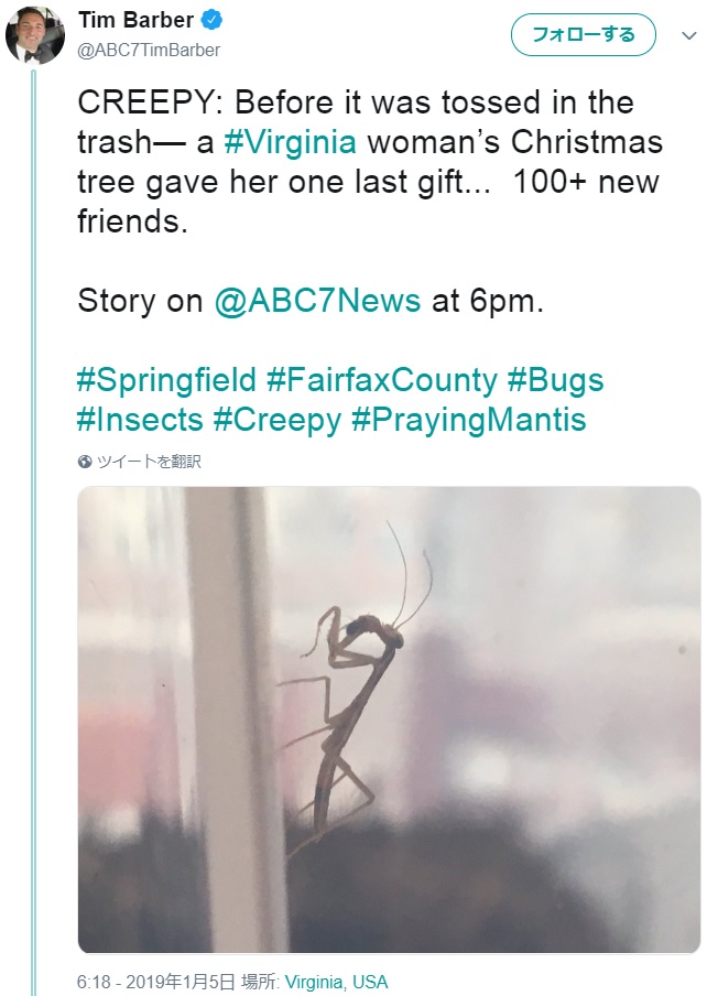 クリスマスが終わって誕生したカマキリ（画像は『Tim Barber　2019年1月4日付Twitter「CREEPY: Before it was tossed in the trash― a ＃Virginia woman’s Christmas tree gave her one last gift...」』のスクリーンショット）