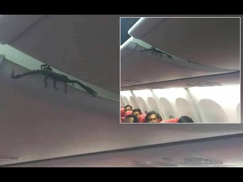 ライオン・エア機内の荷物棚の中からサソリ！（画像は『Viral Press　2019年2月15日公開YouTube「Passengers Find Live SCORPION On Plane」』のサムネイル）