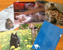 岩合光昭撮影の猫が魅力的！　「季節のねこクリアファイル」をベローチェやシャノアールでプレゼント