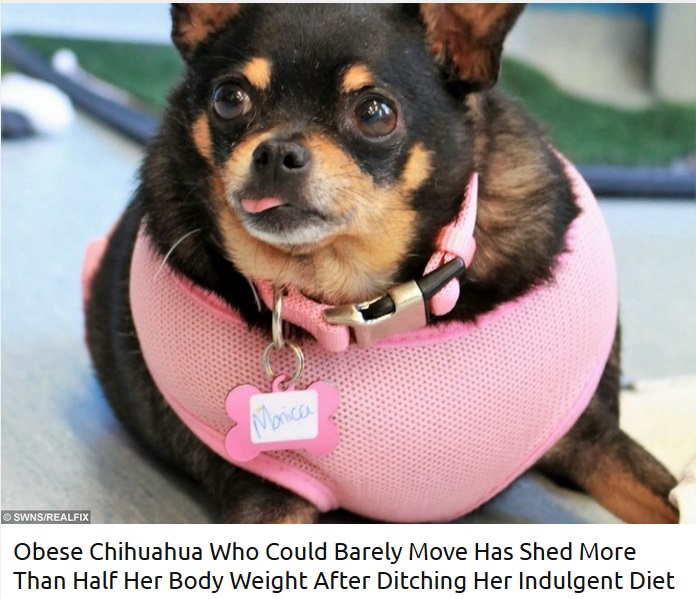 肥満の状態で引き取られたチワワ（画像は『real fix　2019年2月7日付「Obese Chihuahua Who Could Barely Move Has Shed More Than Half Her Body Weight After Ditching Her Indulgent Diet」』のスクリーンショット）