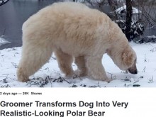 【海外発！Breaking News】どう見てもホッキョクグマ　飼い犬プードルの変化を楽しむペット美容師（米）