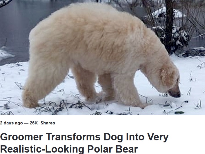ホッキョクグマにしか見えないプードル（画像は『LADbible　2019年3月22日付「Groomer Transforms Dog Into Very Realistic-Looking Polar Bear」（Credit: Caters）』のスクリーンショット）