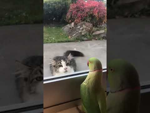 イラつく猫に「いないいないばぁ」をして遊ぶインコ（画像は『Animal Viral Studio　2019年3月13日公開 YouTube「Parrot playing peekaboo with the cat from across the street」』のサムネイル）