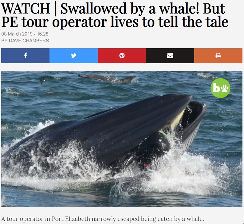 男性がクジラの口に！（画像は『TimesLIVE　2019年3月8日付「WATCH | Swallowed by a whale! But PE tour operator lives to tell the tale」』のスクリーンショット）