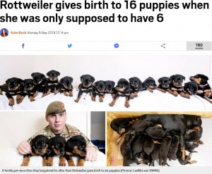 【海外発！Breaking News】「お腹の子は6匹」と言われたロットワイラー犬、続々と16匹誕生（英）