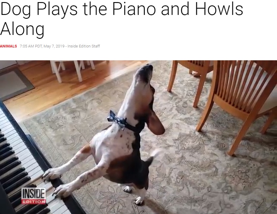 犬がピアノの弾き語り！（画像は『Inside Edition　2019年5月7日付「Dog Plays the Piano and Howls Along」』のスクリーンショット）