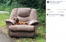 【海外発！Breaking News】投棄されたソファーに座り飼い主を待ち続ける子犬（米）