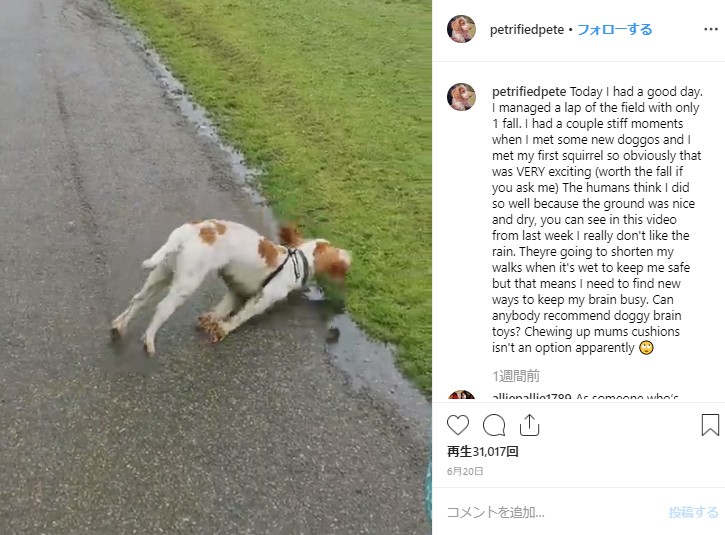 四肢を伸ばしたまま倒れてしまう犬（画像は『Peter　2019年6月20日付Instagram「Today I had a good day. I managed a lap of the field with only 1 fall.」』のスクリーンショット）