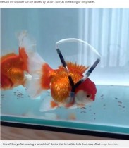【海外発！Breaking News】逆さまに泳ぐ金魚が“車椅子”で寿命延びる（韓国）