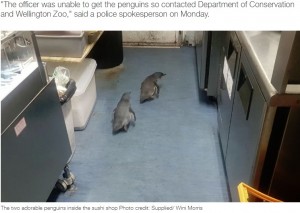 【海外発！Breaking News】寿司バーに侵入したペンギン2羽を保護　魚の匂いにつられた？（ニュージーランド）＜動画あり＞