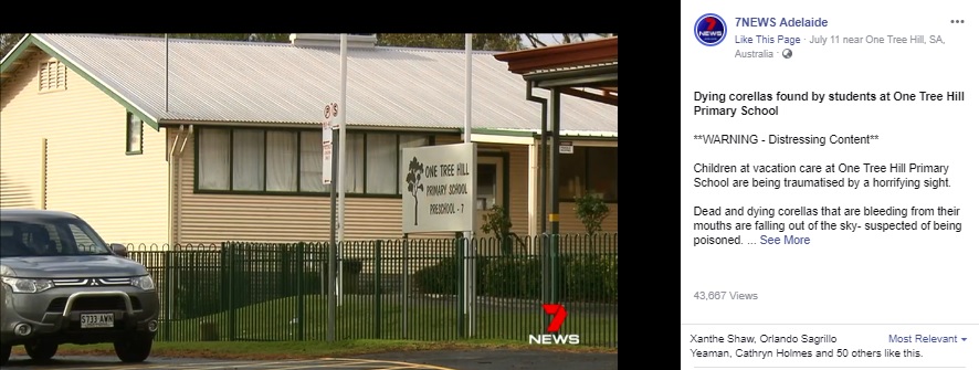 空から60羽もの鳥が降ってきた小学校（画像は『7NEWS Adelaide　2019年7月11日付Facebook「Dying corellas found by students at One Tree Hill Primary School」』のスクリーンショット）