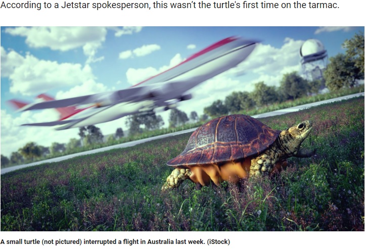 のっそりと歩くカメにより離陸が遅れたジェットスター航空（画像は『Fox News　2019年7月8日付「Jetstar flight delayed by turtle slowly crossing tarmac」（iStock）』のスクリーンショット）