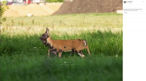 【海外発！Breaking News】顔や首、胸まで腫瘍に覆われたシカ　「心が痛む」と写真家が投稿（米）