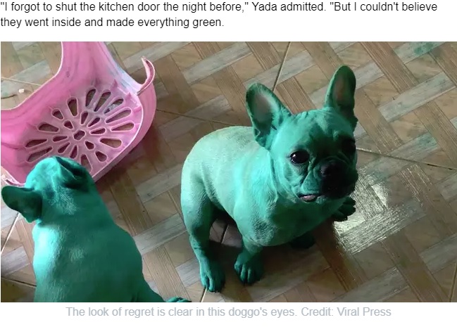 緑色に染まってしまったブルドッグ（画像は『LADbible　2019年7月25日付「Cute Dogs Get Into Kitchen Cupboard And Dye Themselves Green With Food Colouring」（Credit: Viral Press）』のスクリーンショット）