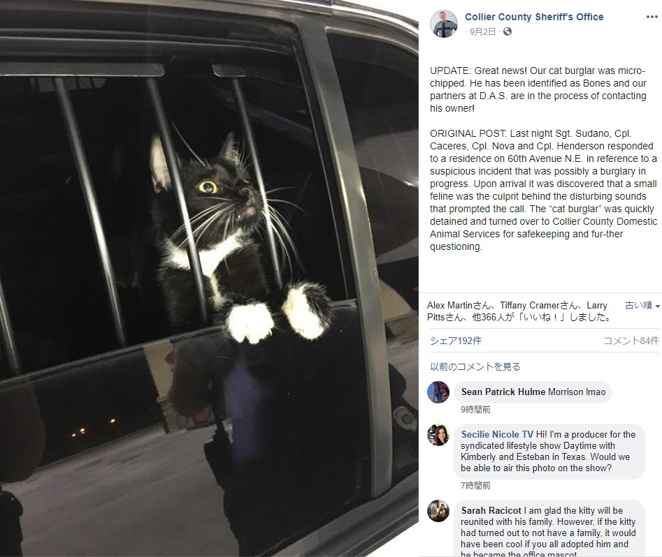 強盗と間違われて身柄を拘束された猫（画像は『Collier County Sheriff’s Office　2019年9月2日付Facebook「UPDATE: Great news! Our cat burglar was micro-chipped.」』のスクリーンショット）