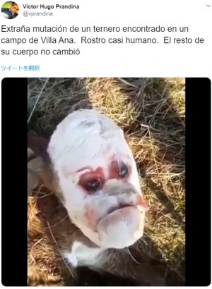 【海外発！Breaking News】「不機嫌そうな人間の顔」を持つ子牛が物議醸す（アルゼンチン）＜動画あり＞
