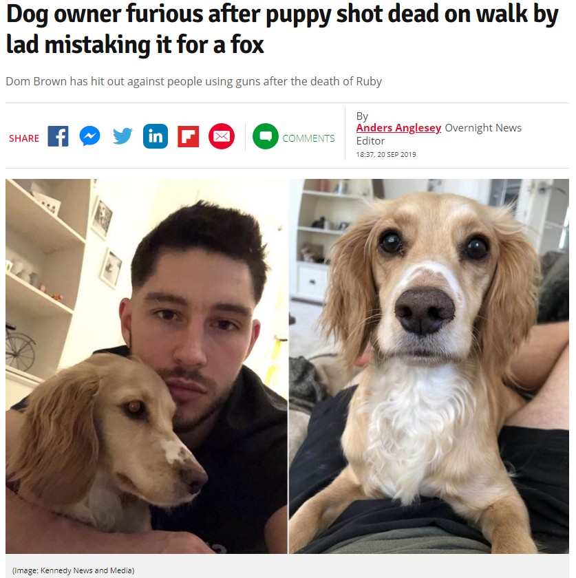 散歩中に散弾銃で撃たれた犬、飼い主の悲しみ深く（画像は『Daily Star　2019年9月20日付「Dog owner furious after puppy shot dead on walk by lad mistaking it for a fox」（Image: Kennedy News and Media）』のスクリーンショット）