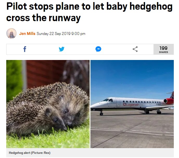 滑走路を横断するハリネズミの赤ちゃんのため旅客機を停止させる（画像は『Metro　2019年9月22日付「Pilot stops plane to let baby hedgehog cross the runway」（Picture: Rex）』のスクリーンショット）