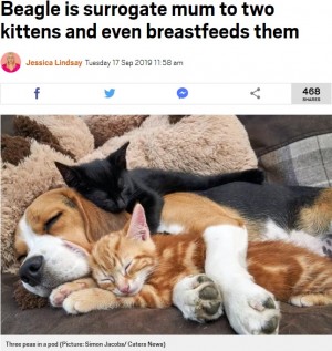 【海外発！Breaking News】ビーグル犬が2匹の子ネコのママ代わり　授乳まで（英）