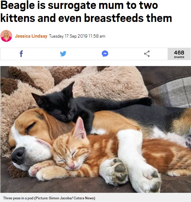 2匹の子ネコのママになったビーグル犬（画像は『Metro　2019年9月17日付「Beagle is surrogate mum to two kittens and even breastfeeds them」（Picture: Simon Jacobs/ Caters News）』のスクリーンショット）