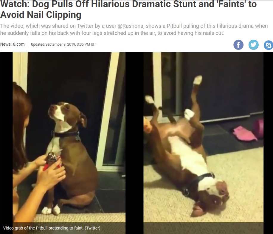 爪を切られそうになって気絶する犬（画像は『News18.com　2019年9月9日付「Watch: Dog Pulls Off Hilarious Dramatic Stunt and ‘Faints’ to Avoid Nail Clipping」（Twitter）』のスクリーンショット）