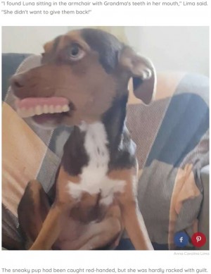 【海外発！Breaking News】入れ歯を失くした祖母　犯人は“マヌケ顔”の飼い犬（ブラジル）