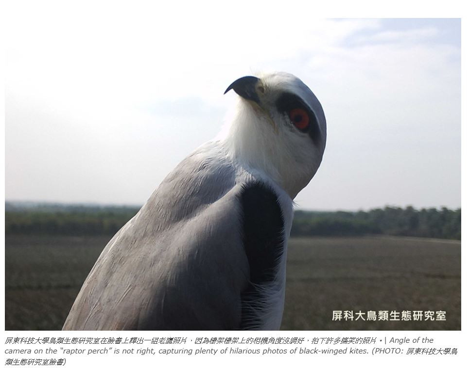 野生のトビがドヤ顔？（画像は『The China Post　2019年10月4日付「鷹界網紅！最美猛禽黑翅鳶萌翻網友 | Hilarious raptors photos capture eyes on kite protection」（PHOTO: 屏東科技大學鳥類生態研究室臉書）』のスクリーンショット）