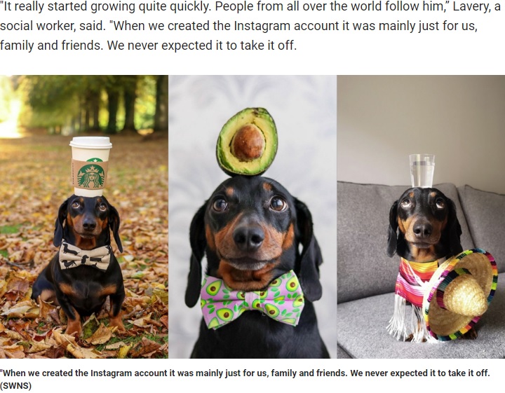 頭に様々なものを載せてバランスをとるダックスフント（画像は『Fox News　2019年10月12日付「Dog becomes Instagram-famous for balancing objects on his head」（SWNS）』のスクリーンショット）