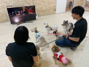 【エンタがビタミン♪】犬もテレビに感動していることが明らかに　ハッピーになる海外ドラマ1位は『HAWAII FIVE-0』の「忠犬エディ」！
