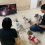 【エンタがビタミン♪】犬もテレビに感動していることが明らかに　ハッピーになる海外ドラマ1位は『HAWAII FIVE-0』の「忠犬エディ」！