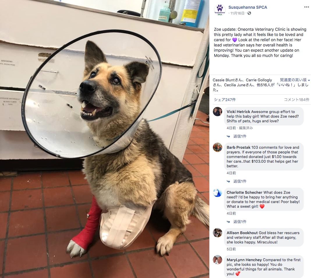 空腹で自分の前脚を噛んだ犬が保護される（画像は『Susquehanna SPCA　2019年11月16日付Facebook「Zoe update: Oneonta Veterinary Clinic is showing this pretty lady what it feels like to be loved and cared for Look at the relief on her face!」』のスクリーンショット）