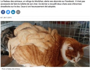 【海外発！Breaking News】ドレッドヘアのように毛が絡まってしまった猫、新たな飼い主が見つかる（仏）