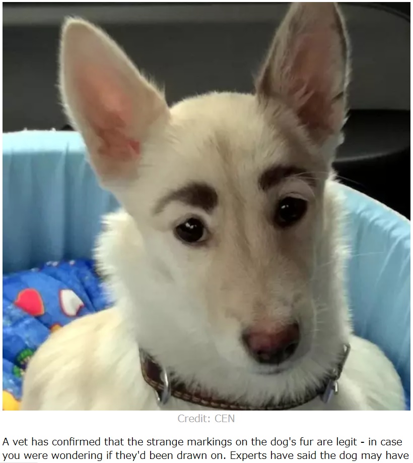 “いたずら”と思われたほど眉毛のような模様を持つ犬（画像は『LADbible　2019年11月15日付「Dog With Human-Like Eyebrows Becomes Viral Hit」（Credit: CEN）』のスクリーンショット）