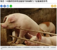 【海外発！Breaking News】車の衝突試験に生きた子ブタを使う中国　米動物保護団体が「野蛮」と猛批判