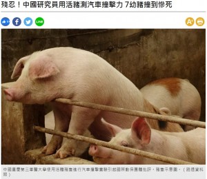 【海外発！Breaking News】車の衝突試験に生きた子ブタを使う中国　米動物保護団体が「野蛮」と猛批判