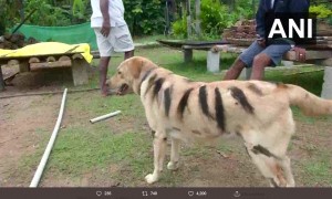 【海外発！Breaking News】作物を荒らす猿除けのため、飼い犬をトラ柄にペイントした農家（印）