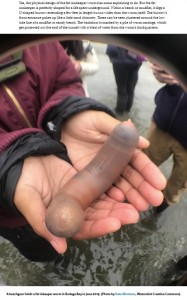 奇妙な形をしたユムシ（画像は『Bay Nature　2019年12月10日付「Naturally, 2019 Closes with Thousands of 10-Inch Pulsing “Penis Fish” Stranded on a California Beach」（Photo by Kate Montana, iNaturalist Creative Commons）』のスクリーンショット）