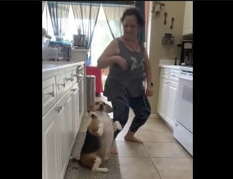 飼い主と一緒にレゲエに合わせて踊る犬（画像は『shades2　2019年12月12日公開 YouTube「Bailey loves Reggaeton! （Original HD）」』のサムネイル）
