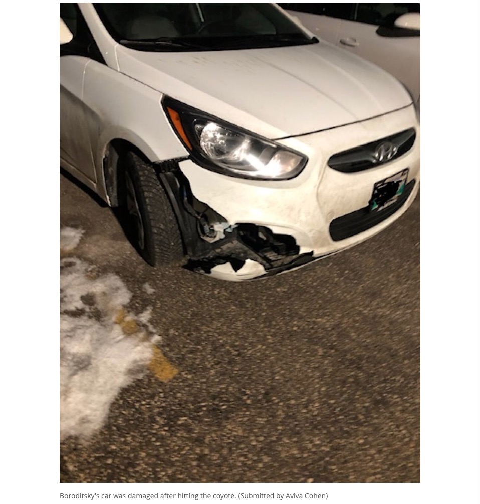 コヨーテをはねたことで破損した車（画像は『CBC.ca　2019年12月2日付「‘I thought it was a German shepherd or a husky,’ said man who hit, picked up coyote」（Submitted by Aviva Cohen）』のスクリーンショット）