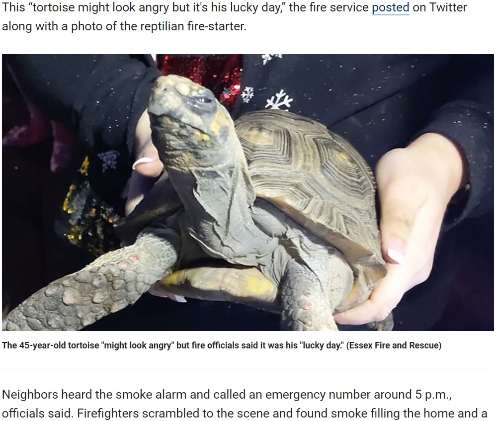 火事を起こしたカメ、救助されるも反省ゼロ？（画像は『Fox News　2019年12月26日付「‘Angry’ tortoise, 45, rescued after starting Christmas Day house fire in England」（Essex Fire and Rescue）』のスクリーンショット）