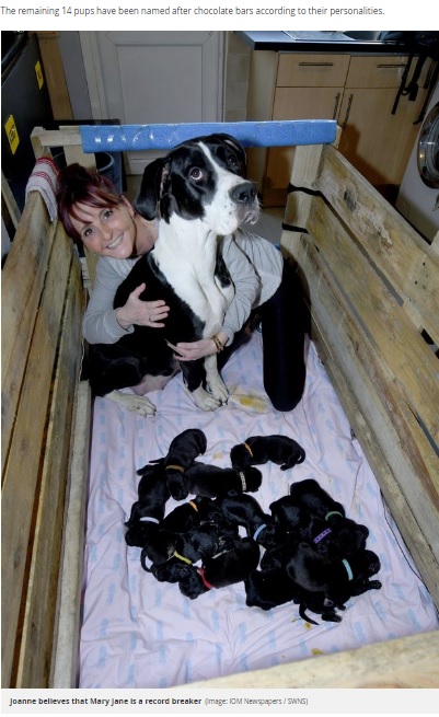 飼い主の女性と一緒の犬たち（画像は『Daily Record　2019年12月4日付「Dog gives birth to staggering litter of 21 puppies in 'world record'」（Image: IOM Newspapers / SWNS）』のスクリーンショット）