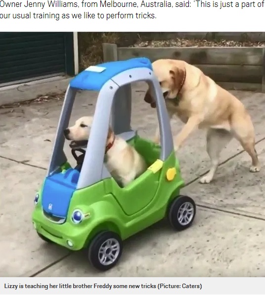 おもちゃの車にのるきょうだいを押す犬（画像は『Metro　2019年12月11日付「Lizzy the Labrador pushes her brother Freddy in a toy car and it’s too adorable」（Picture: Caters）』のスクリーンショット）