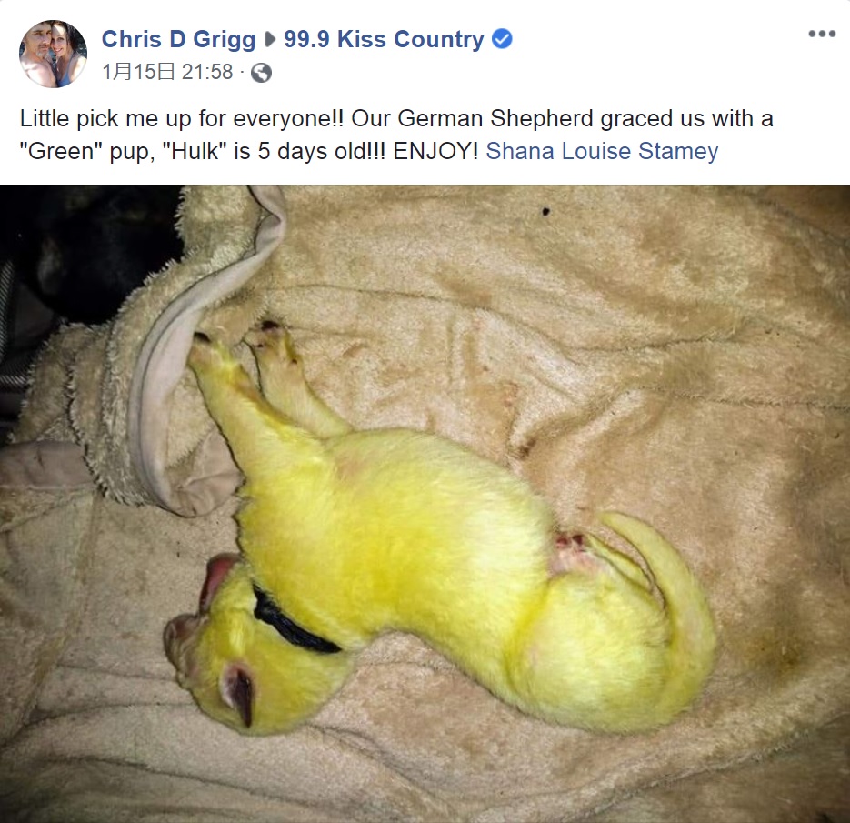 鮮やかなライムグリーン色の仔犬（画像は『Chris D Grigg　2020年1月15日付Facebook「Little pick me up for everyone!! Our German Shepherd graced us with a “Green” pup, “Hulk” is 5 days old!!! ENJOY! Shana Louise Stamey」』のスクリーンショット）