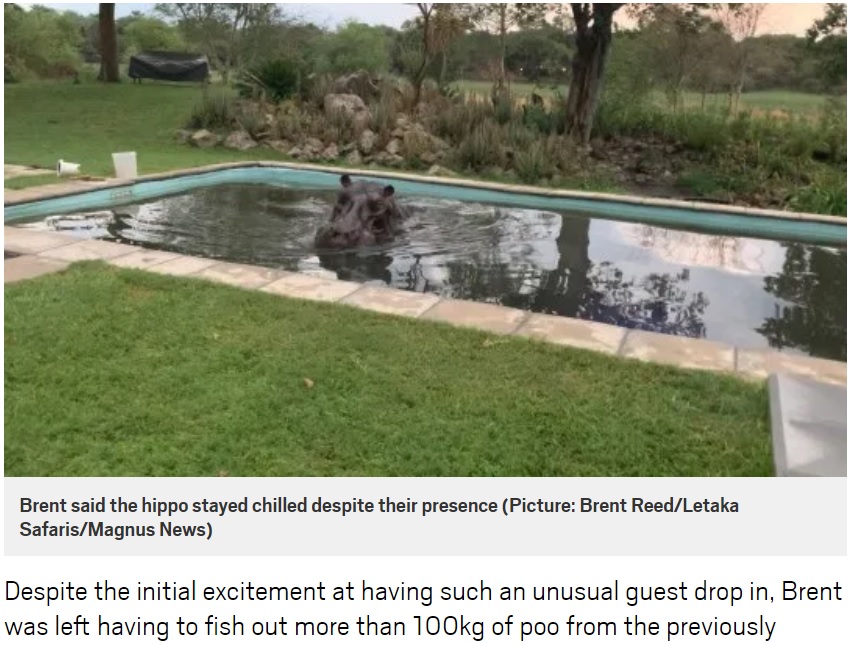 プールでくつろぐカバ（画像は『Metro　2020年1月3日付「Hippo takes bath in family pool and leaves behind 100kg of poo」（Picture: Brent Reed/Letaka Safaris/Magnus News）』のスクリーンショット）